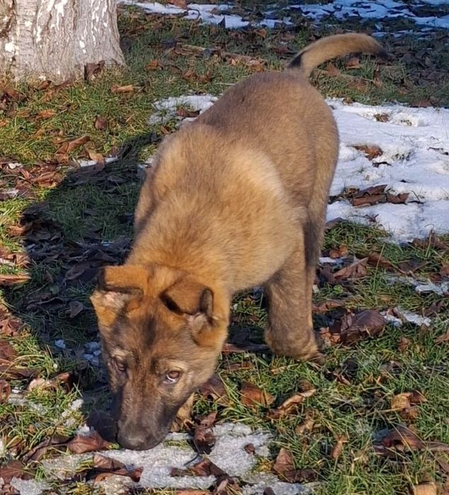 Owczarek niemiecki krótkowłosy wilczasty linia użytkowa, rodzice FCI