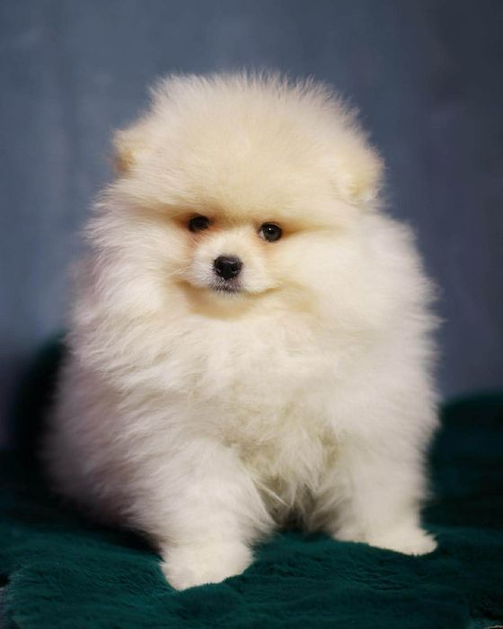 Pomeranian piesek