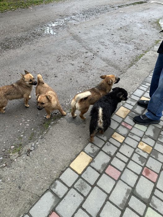 Віддам цуценят у добрі руки