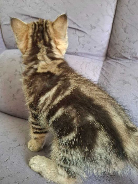 Чарівні кошенята Скоттіш Страйт