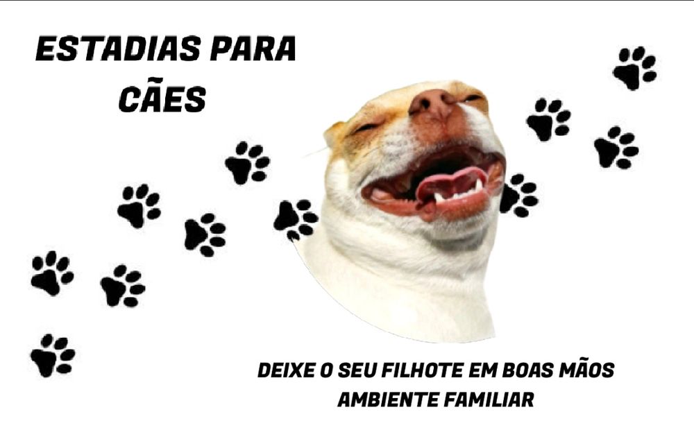 Estadia para cães