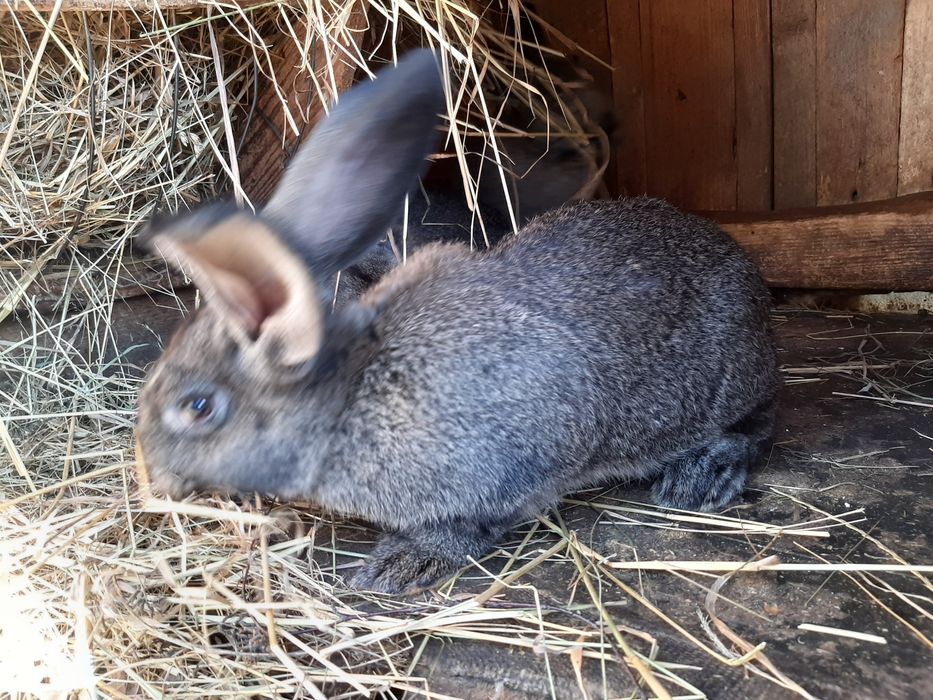 Крілиці , кріленята, самці