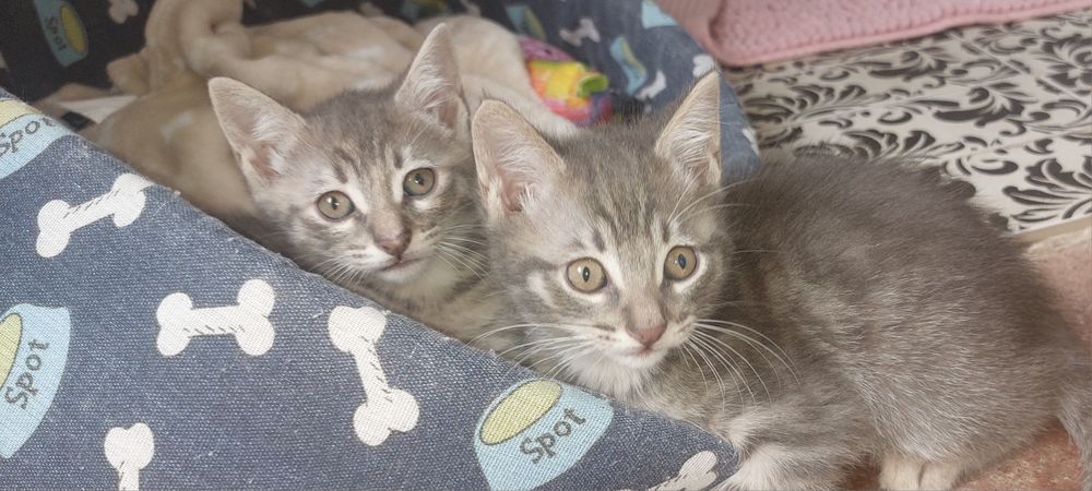 Bebes para doação