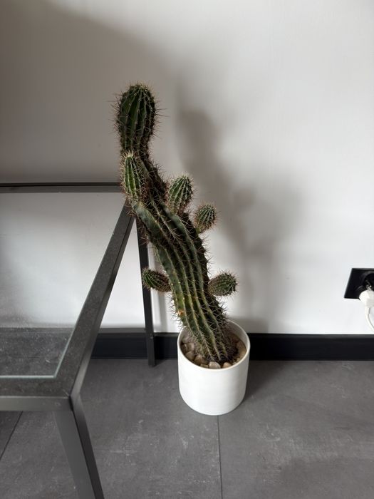 Dwa sredniej wielkosci kaktusy