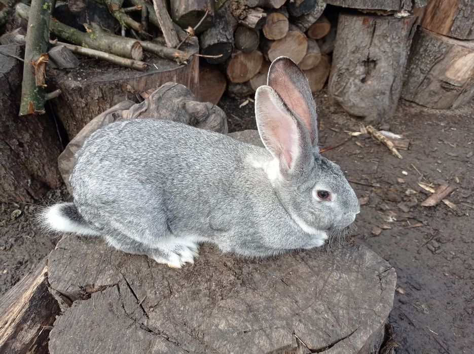 Кролі/кріль самець/самка шиншила