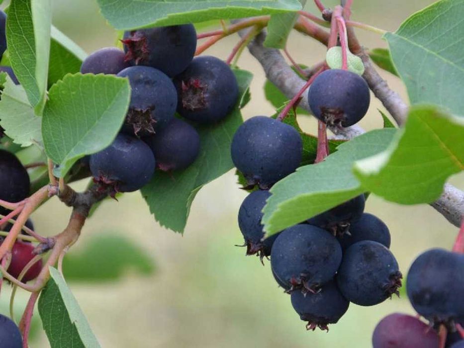 Świdośliwa Prince Wiliams i Smoky sadzonki