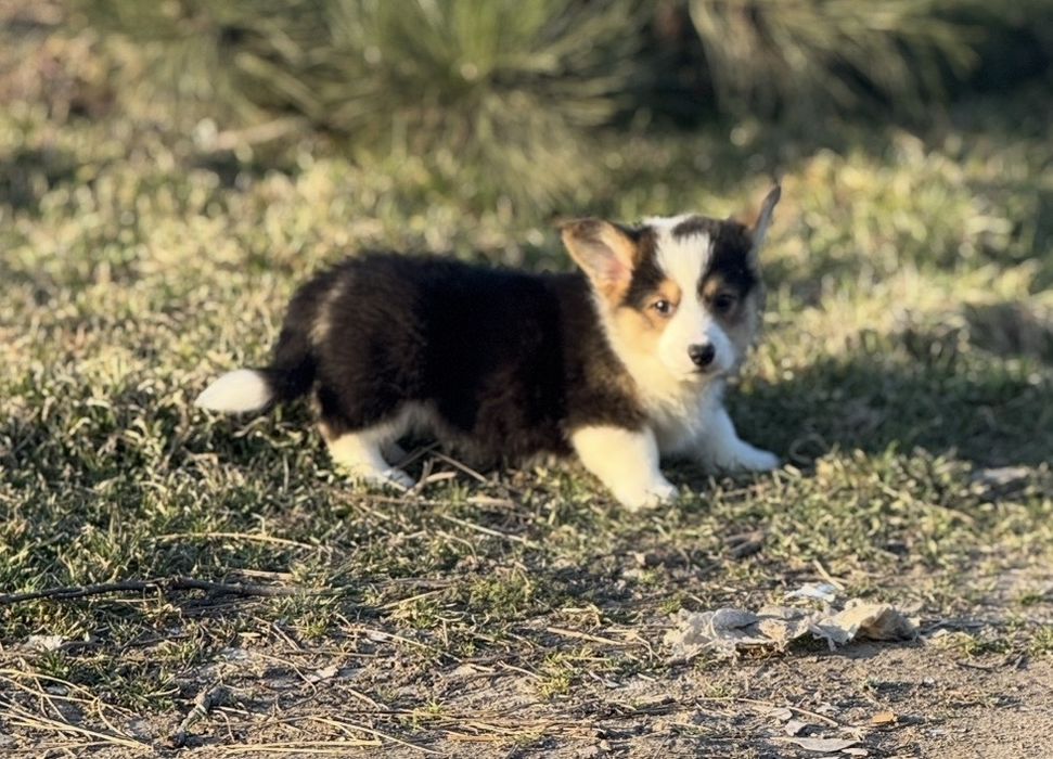 Чудові Коргі малята Одеса