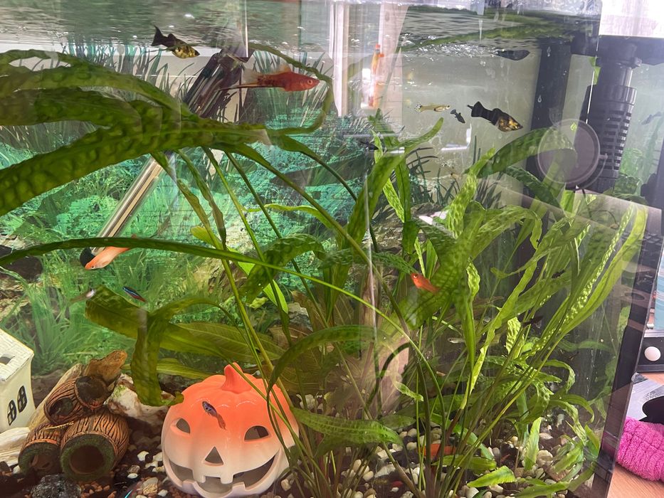 Akwarium 200 l  z szafką
