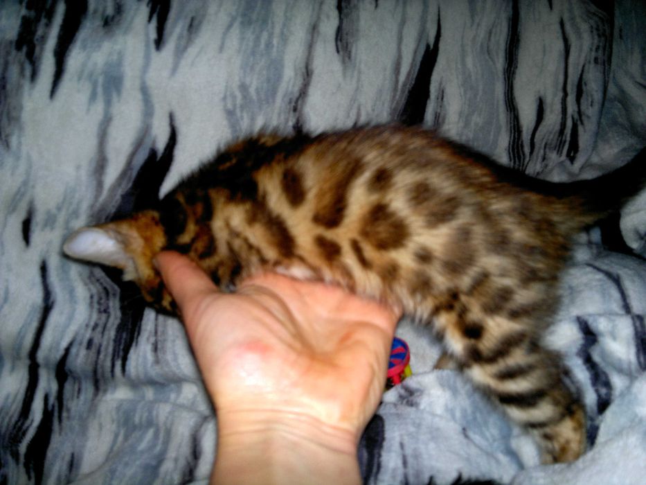 Яскравий бенгальчик BENn24.  Лагідний і няшний хлопчинка