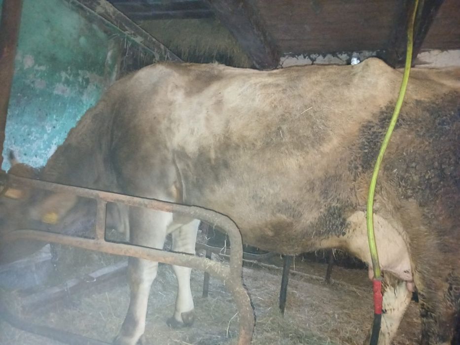 Sprzedam krowę mleczną