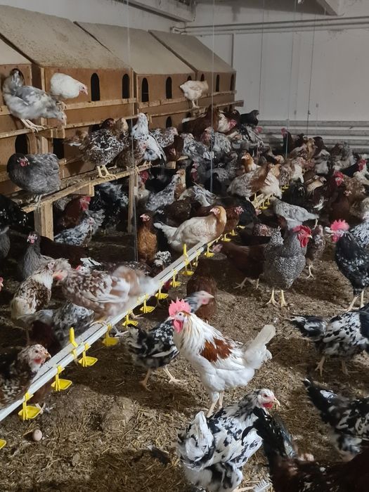 Jajka lęgowe wylęgowe