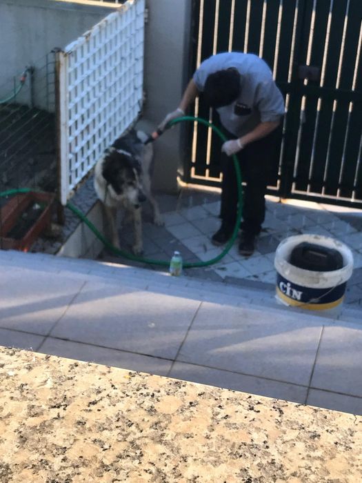 Treino canino GA