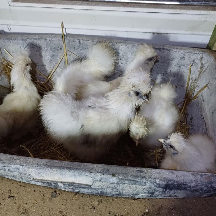 Kury ozdobne różne