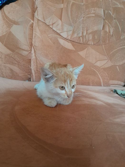 Кошенята в добрі руки