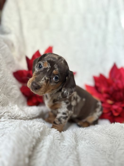 Jamnik czekoladowy merle miniaturowy