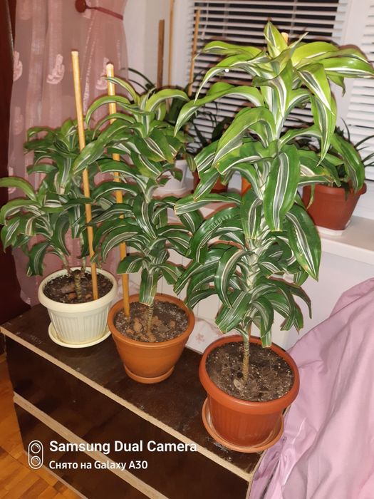 Дроцена ,,лимон лайм,,прикрашає дім або офіс