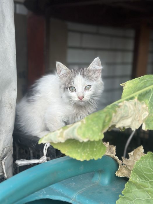 Шукаємо люблячі домівки для чарівних кошенят!