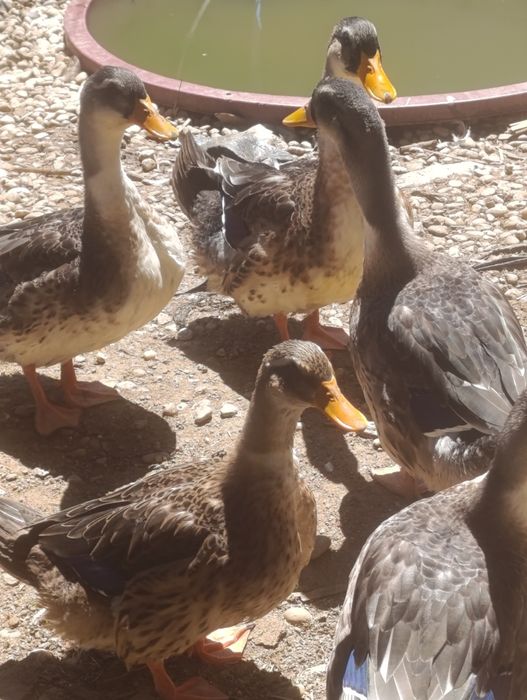 Vendo patos raça Ruan