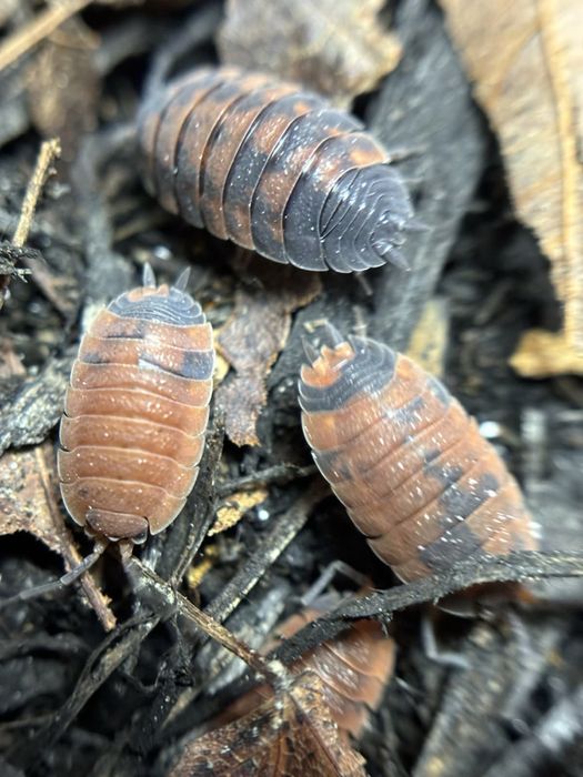 10x Porcellio scaber lava Wysyłka