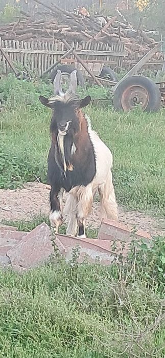 kozy miniaturki.