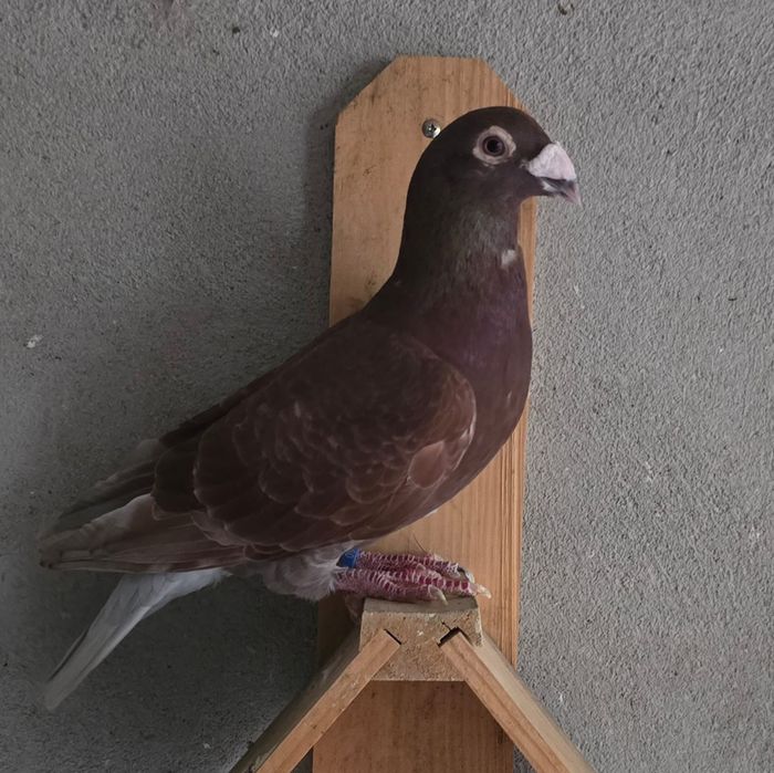 Pombos Correios de Linha Antiga