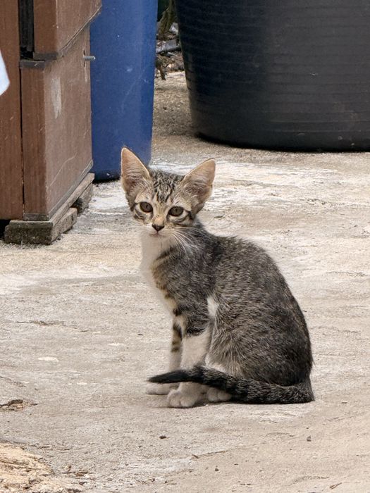 Gatinhos para dar
