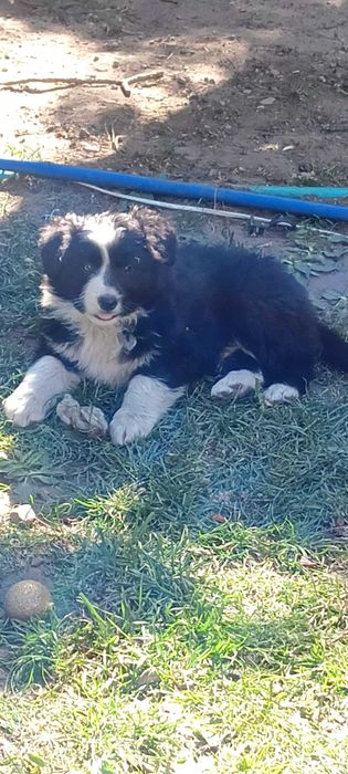 Szczeniaki rozrabiaki Border collie