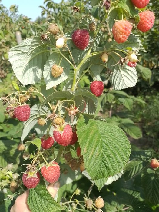 Продам саджанці малини