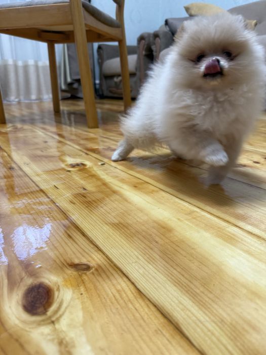 Померанчький шпіц тип мішка дівчинка