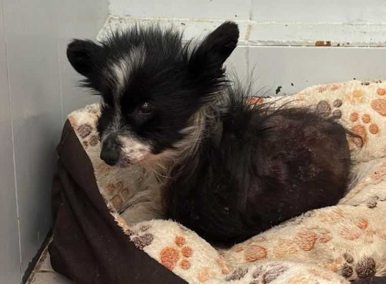 Precelek potrzebuje spokoju i stabilnego otoczenia. Dasz mu dom?