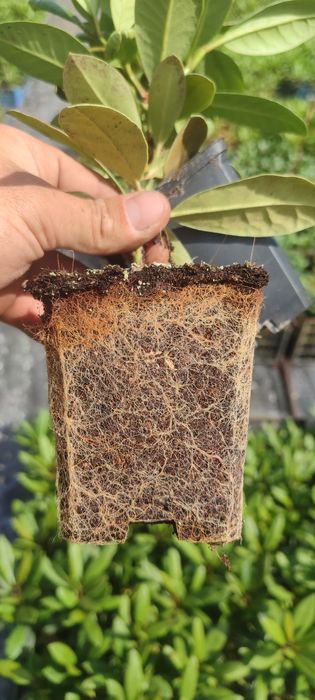 Рододендрони 2 річні