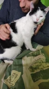 Walduś cudowny kocurek prosi o domek