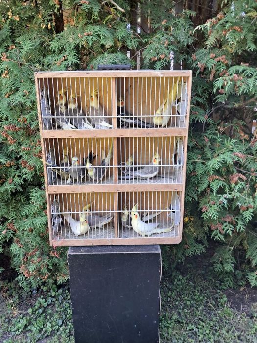 Sprzedam ptaki ze zdjecia