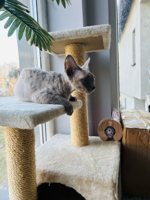 Piękna niebieskooka kotka Devon Rex