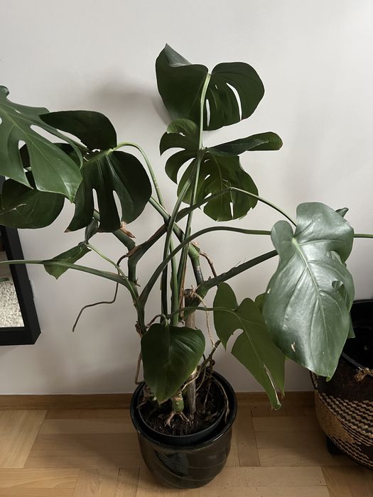 Monstera kwiat doniczkiwy