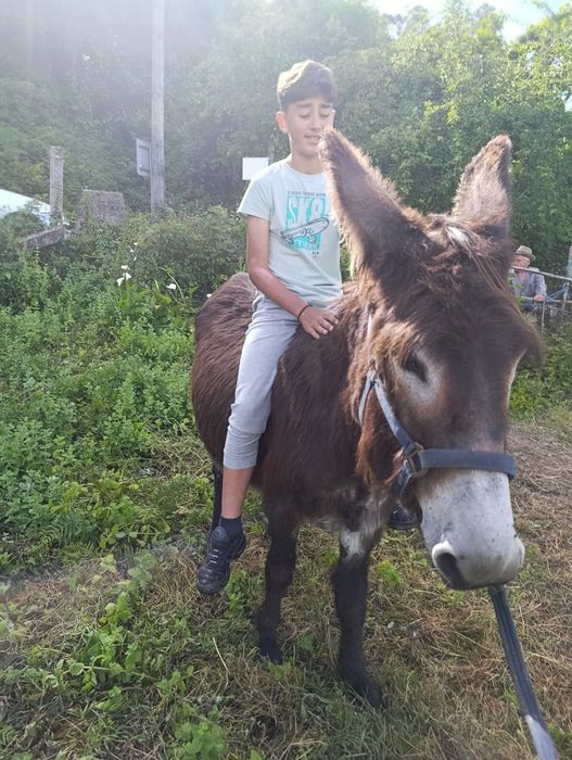 Burrinho mirandês