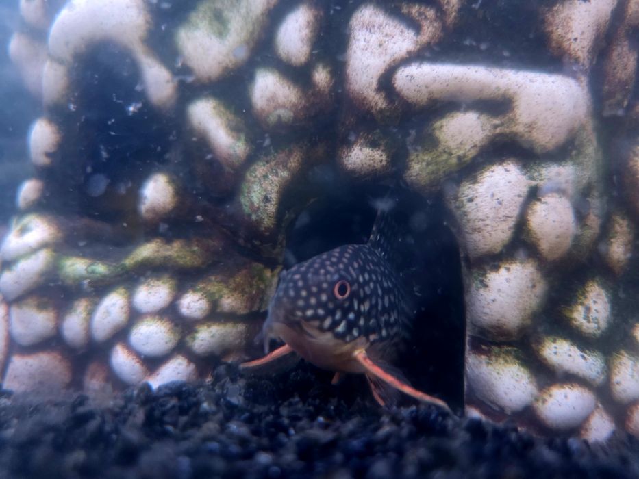 Piekne akwarium 90 L z życiem, wyposażeniem i szafką