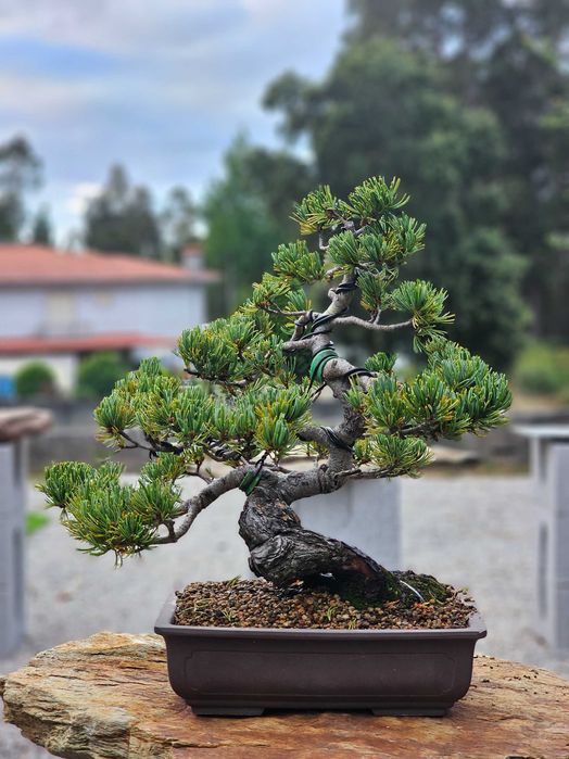Bonsai pinus pentaphylla