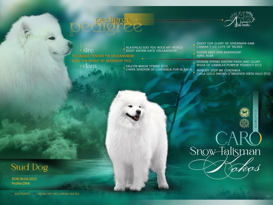 Samoyed piękne szczenię