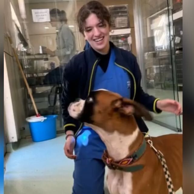 Auxilar de veterinária faço domicilios em Lisboa