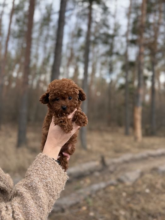 Мальтіпу той пудель мальтипу