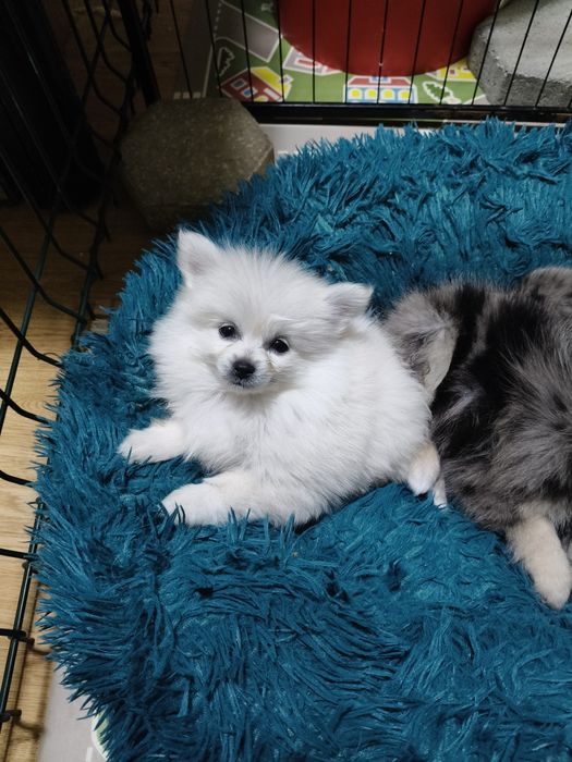 Spitz alemão  menina