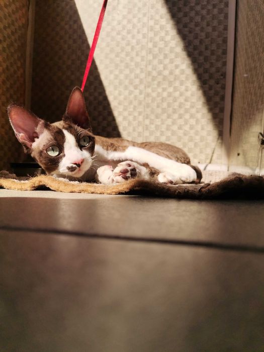 Вязка кота Девон-рекс