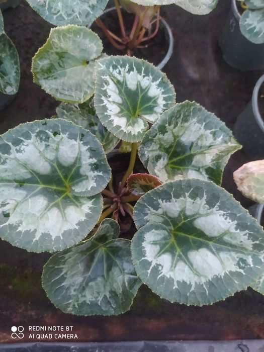 Цикламен багато сортів. Ціна за 5 кущиків