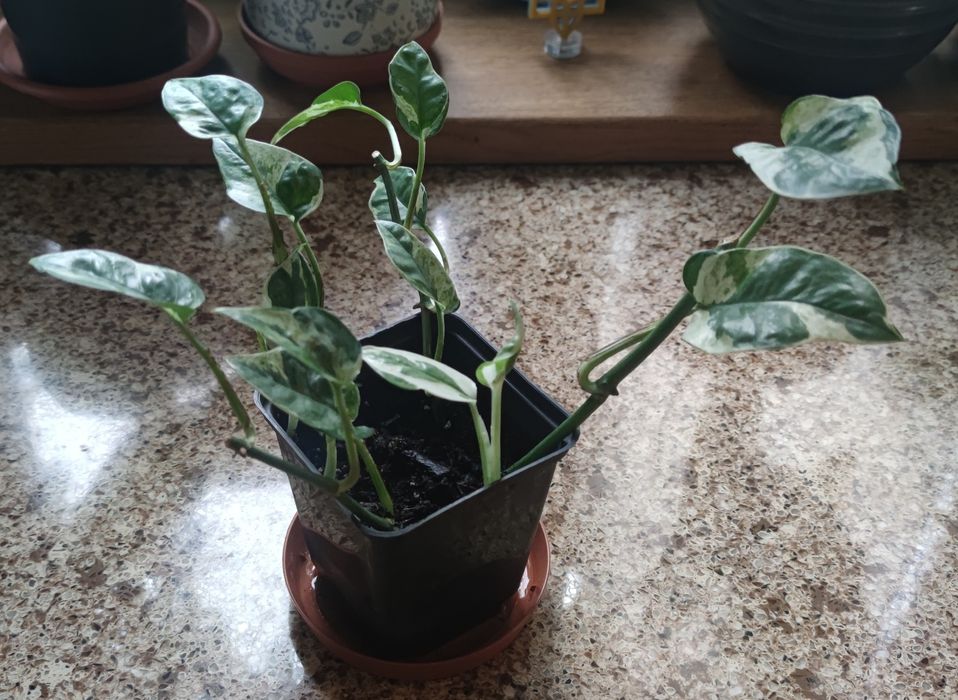 Епіпремнум Енджой