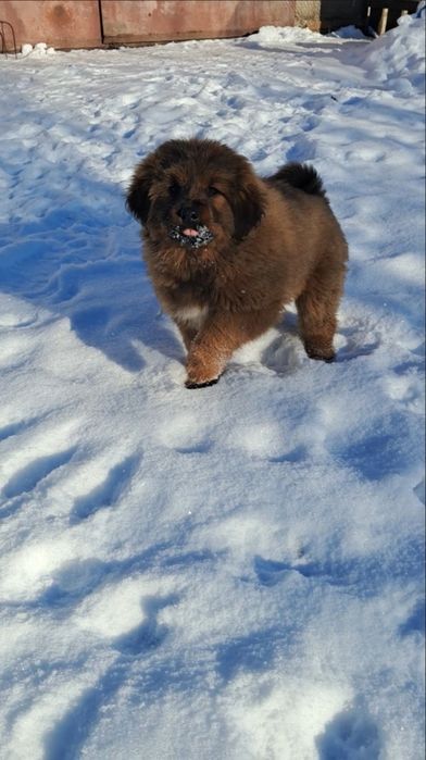 Тібетський мастиф