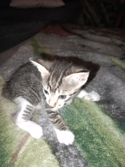 Gato bebê com menos de um mês