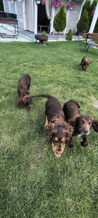 Szczeniak wachtelhund płochacz niemiecki