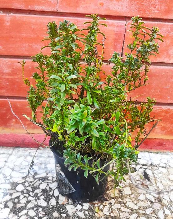 Lúcia-lima Tomilho Alecrim Salvia Segurelha Manjerona Hortelã Louro