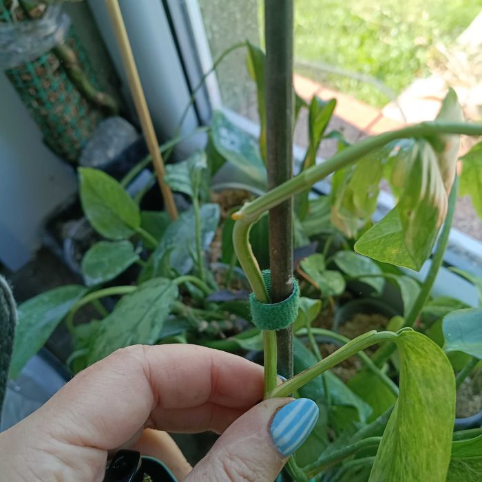 epipremnum cream mint-cięty szczyt